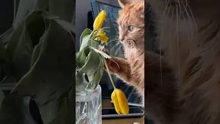 🌷8 Марта, которое мы заслужили… #cat #eating #tulips #persik #shorts #кот #8march #8марта #букет