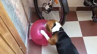 Moglee The Beagle Play With a Balloon | Beagle