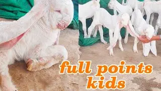 Gulabi bareed full points kids male female Rohan goat farm