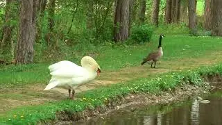 Swan attacks a Canadian Goose, Widescreen