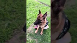 Clio playing fetch (German shepherd)