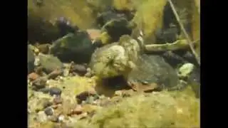 South Holston River Banded Sculpin Pictures and Video