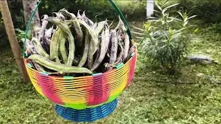 Organic vegetable Harvesting/fruit trees/Home garden 