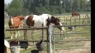 Rappini de boejuhkoning (it's a smart horse)