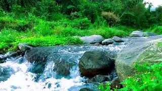Your Personal Oasis of Calm, Refreshing Stream Noise for Insomnia Relief