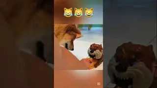 Dog Vs Invisible objects😅💔 #funny #dog #pets #shorts