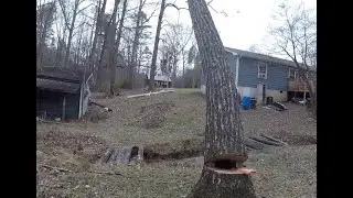 Rotting red oak leaning over house