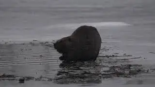 North American Beaver feeds on the ice at the end of the Beavers' open area