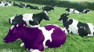 purple cows