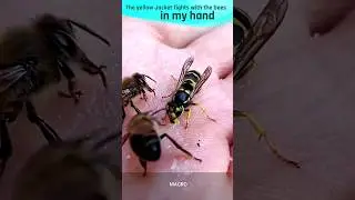 hand feeding #bee #macro #animals