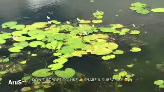 कास पठार - कुमुदिनी तळे | Kaas Pathar | Kumudini Lake | Arun Shejwal