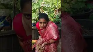 How to Grow Ginger Anytime || TELUGU GARDEN VLOG