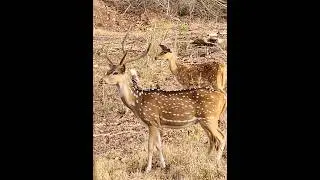 Tiger roar and look at the deers reaction. Kabini wildlife❤️