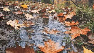Soft Autumn Forest Rain on Puddles & Fallen Leaves | Relaxation, Sleep & Meditation 10 Hours