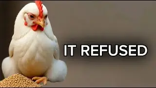The Christmas Chicken That Knew Too Much