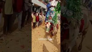 #jallikattu #chittoor #andhrapradesh #admin #bulls #tirupati #trending #ysrcp #india #bgm #admin