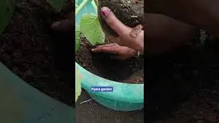 pyara garden #ytshorts