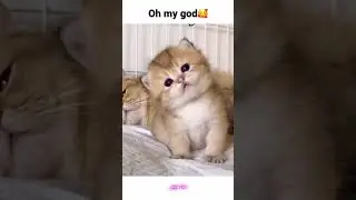 Cutest thing on internet #shorts #jujufun #babycat #cutebabycats #funnycats #kittens #funnypets