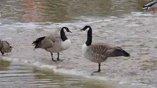 Kanadanhanhi Branta canadensis Helsinki Finland 30.3.2021