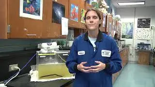 Virtual Science of Wastewater: Part 6: Secondary Treatment