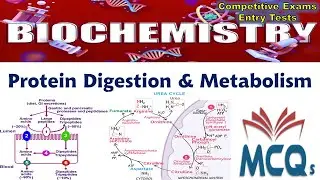 Biochemistry | Metabolism of Proteins and Amino Acids MCQs