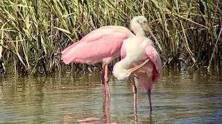 Conservation Policy with Audubon Florida's Julie Wraithmell