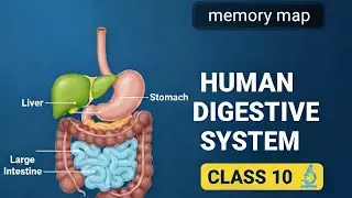 Human Digestive System (class -10) | Nutrition & Digestion | memory map