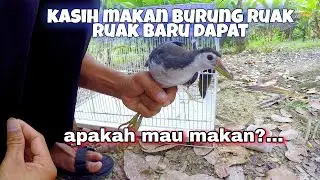 CARA KASIH MAKAN BURUNG RUAK RUAK YANG BARU DAPAT...