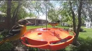 Oriole Magic
