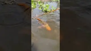 🎣 Fishing for LIFE in a Desi Village | A Day of Traditional Fishing in Rural Life 🌾 LifeLens