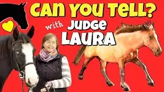 Are You on the Correct Canter Lead?? Learn How to Tell with Hunter Judge Laura Kelland May (Collab)