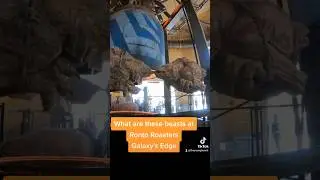 What Are These Beasts Called Cooking at Ronto Roasters? Star Wars Galaxy's Edge #starwars #disney