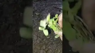 Correct Way To Plant Mint ☘️ | Its Terrace Garden | #terracegarden #mint #learn #plants #shorts