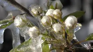 fruit sproeien tegen vorst Jurius Helmond 20210413