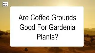 Are Coffee Grounds Good For Gardenia Plants