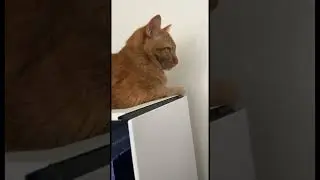 Is Your Gaming PC Overheating? Check for Kitties!