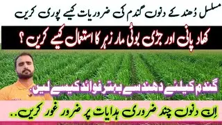 Effect of fog on wheat crop regarding irrigation, fertilizer & herbicide spray 