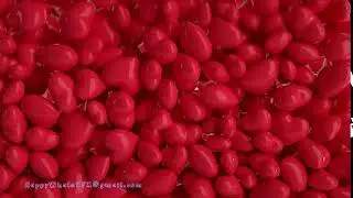red valentine's day heart transition