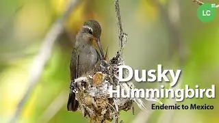 Dusky Hummingbird #hummingbird #colibr&iacute; #beijaflor #picaflor #Mexico