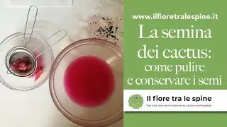La semina dei cactus: come si puliscono e come si conservano correttamente i semi.