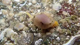 Beautiful cowrie