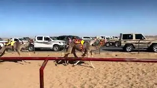 ش 1 رئيسي بكار مفاريد الدوحة ل ناصر جازي الشمري