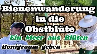 April: Bienenwanderung in die Obstbl&uuml;te - erster Necktar wird eingetragen - ein Meer aus Bl&uuml;ten