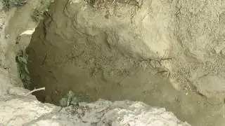 Indian Rock Python and its habitat