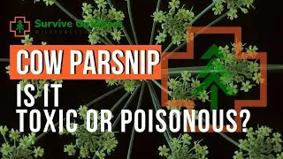 Is Cow Parsnip Toxic or Poisonous?
