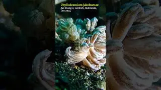Phyllodesmium #nudibranch #lembeh #scubadiving