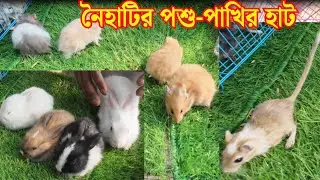 Hamsters, Russian campbell, gerbil || Naihati Pet Market || serampore pet market || Exotic animals
