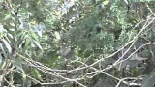 REINA MORA DE PUERTO RICO (Spindalis portoricensis)