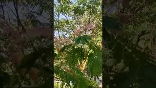 Альбиция ленкоранская.