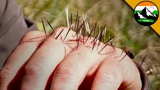 जंगली जानवरों के बारे में आपकी राय बदल देने वाला साही | Brave Wilderness Hindi